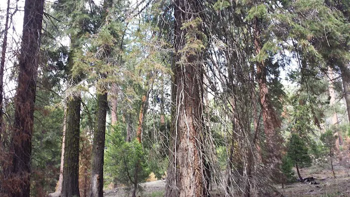 Crystal Springs Campground Picture 5