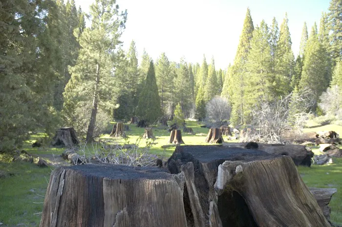 Converse Basin Grove Picture 2