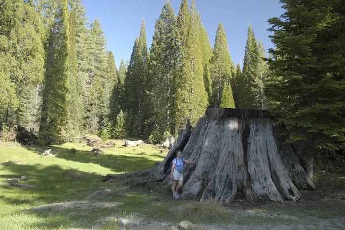 Converse Basin Grove Picture 1