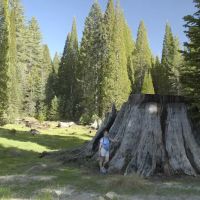 Converse Basin Grove ico