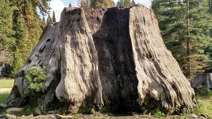 Converse Basin Grove Picture 3