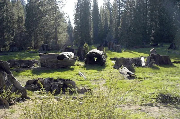 Converse Basin Grove Picture 6