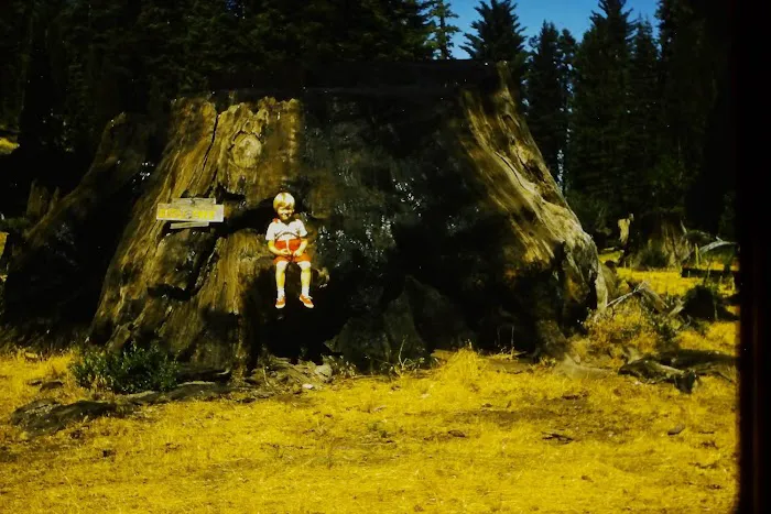 Converse Basin Grove Picture 8