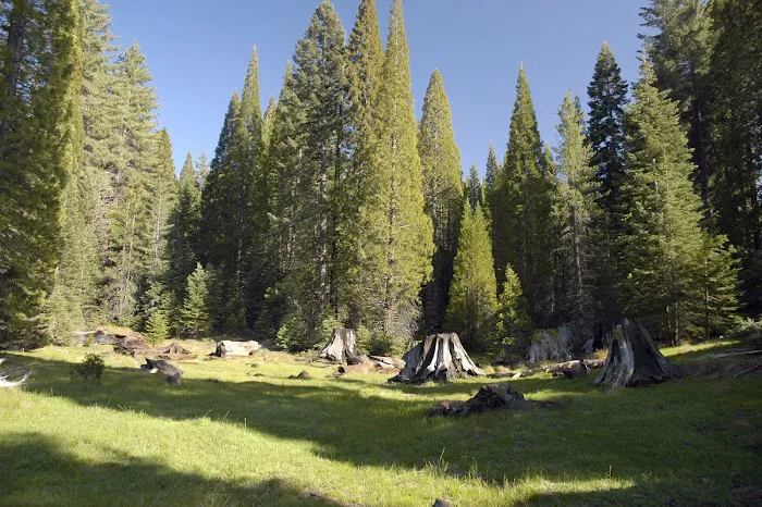 Converse Basin Grove Picture 9