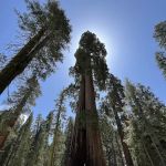 Lemon Cove Village RV Park Campground