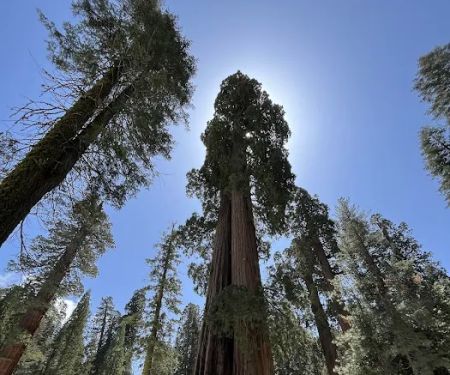 Lemon Cove Village RV Park Campground