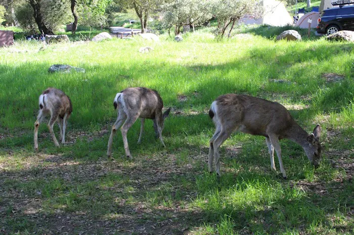 Potwisha Campground Picture 4