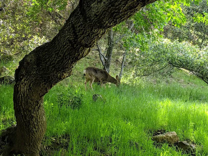 Potwisha Campground Picture 9