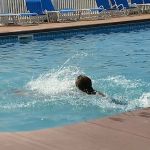 Jellystone Park™ Delaware Beaches