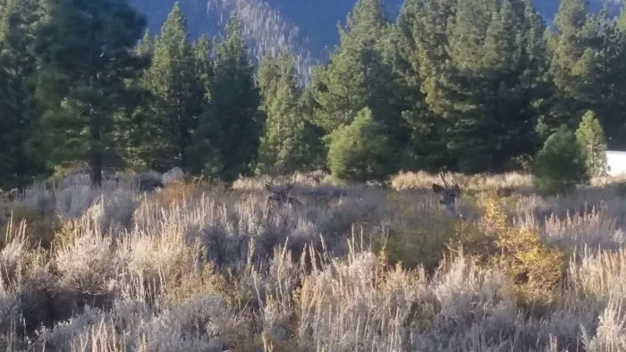 Pine Glen Group Campground Picture 5