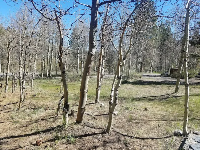 Reversed Creek Campground Picture 6