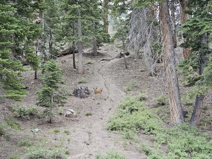 Reversed Creek Campground Picture 7