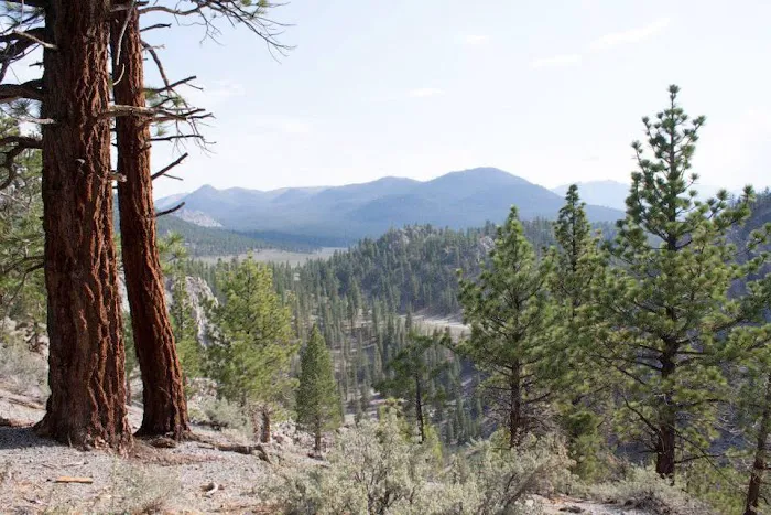June Lake Campground Picture 6