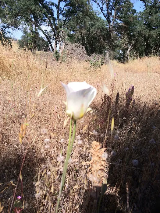 Fort Hunter Liggett Campground Picture 10