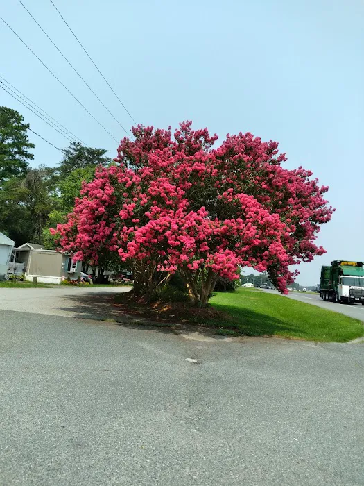 Pine Ridge Park MHP Picture 2