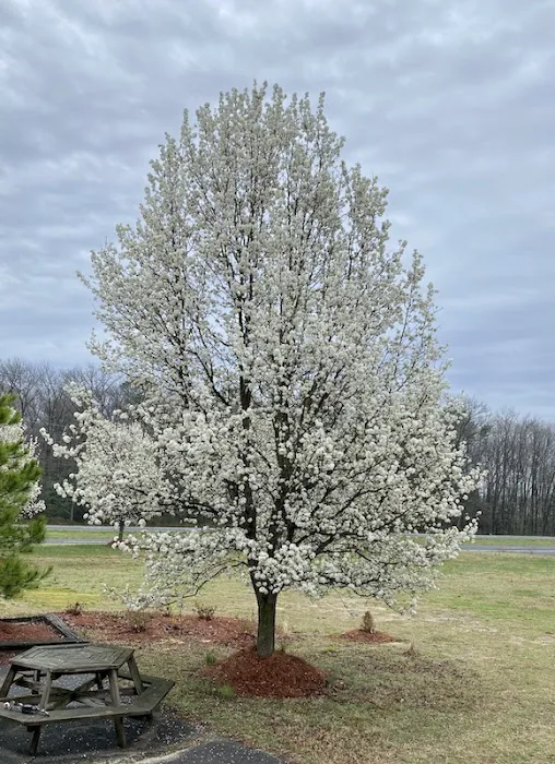 Pine Ridge Park MHP Picture 1