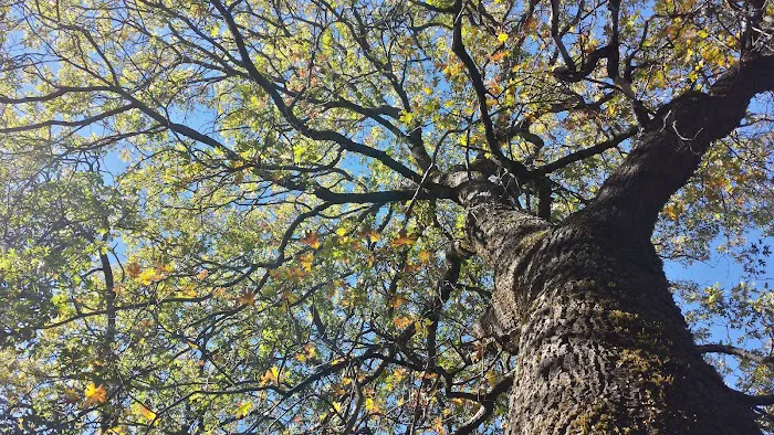 Bottchers Gap Campground Picture 4
