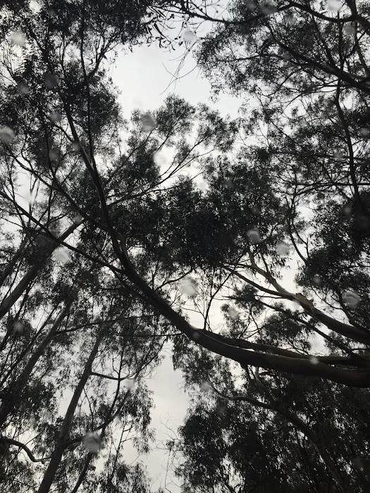 Bottchers Gap Campground Picture 7