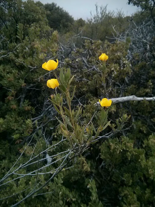 Bottchers Gap Campground Picture 8