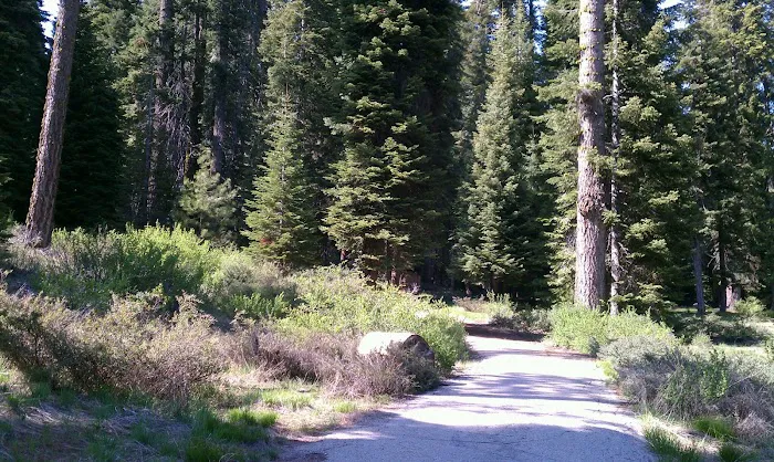Fir Group Campground Picture 1