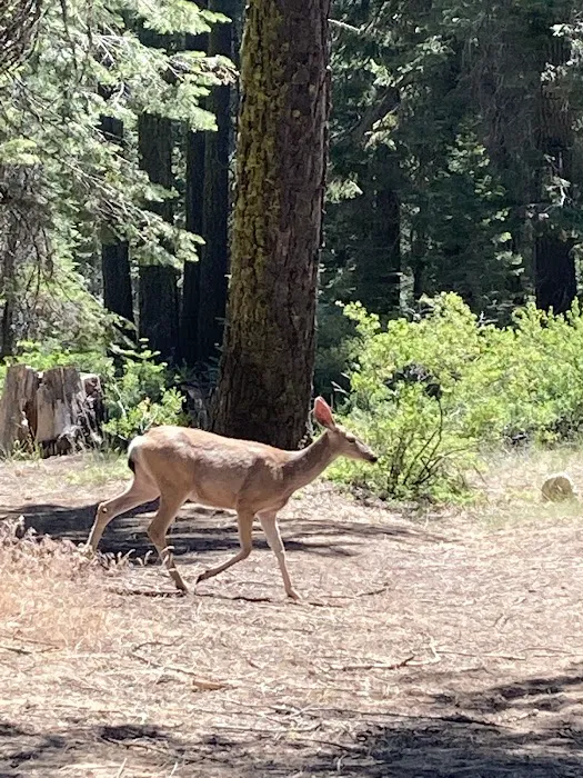 Fir Group Campground Picture 6
