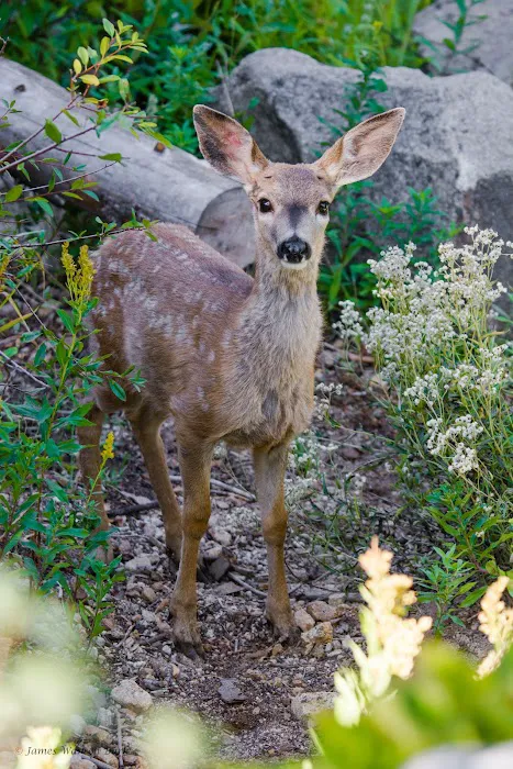 Stony Creek Campground Picture 8