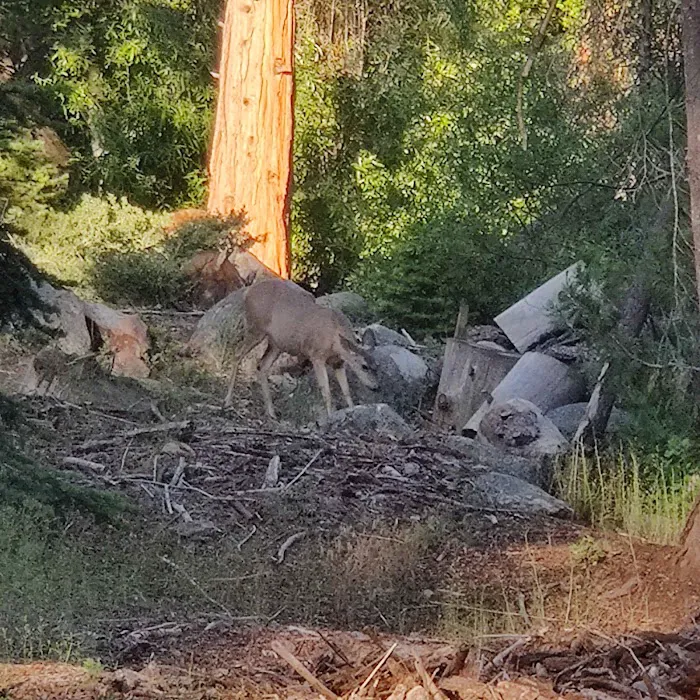 Landslide Campground Picture 5