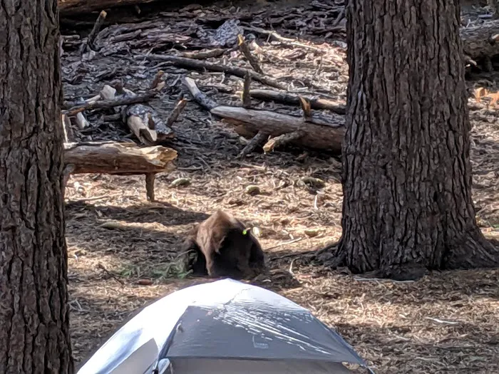Atwell Mill Campground Picture 5