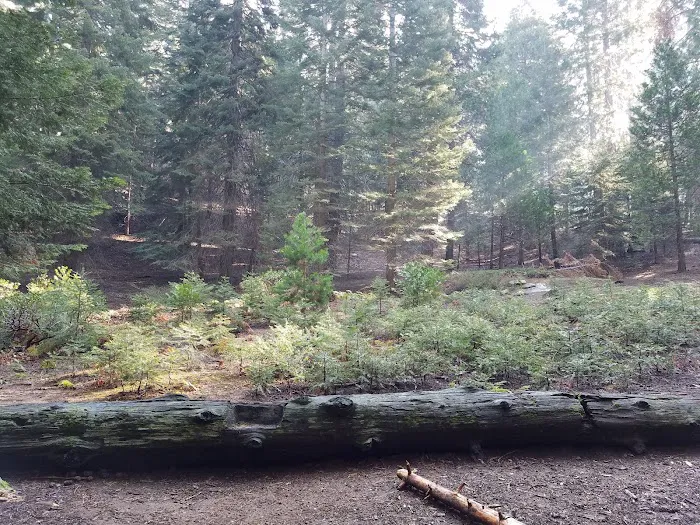 Atwell Mill Campground Picture 6