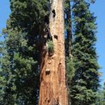 Fraiser mills camp ground