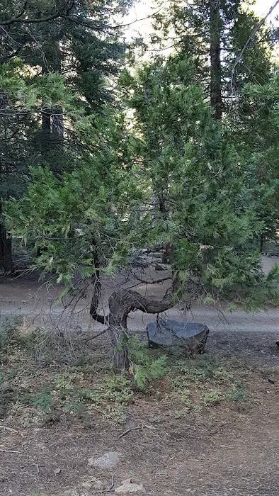 Shake Camp Campground Picture 2