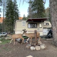 Lodgepole Campground ico
