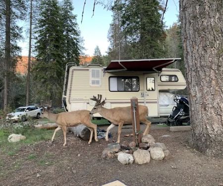 Lodgepole Campground