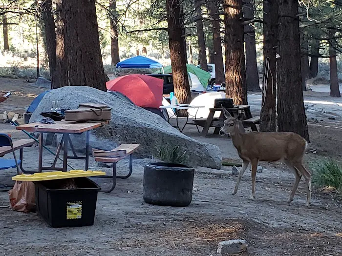Oh Ridge Campground Picture 8