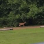 Harbour Light Estates