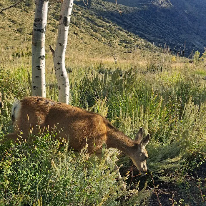 Convict Lake Campground Picture 5