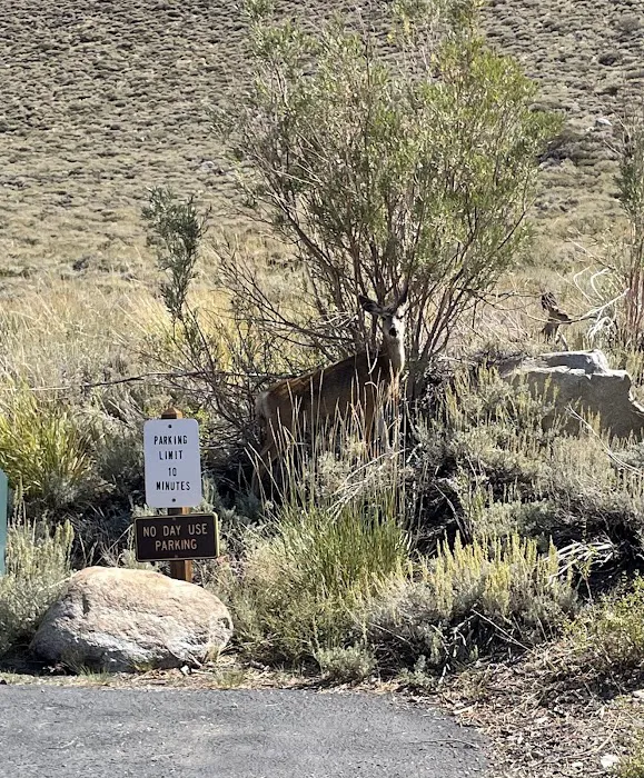 Convict Lake Campground Picture 8