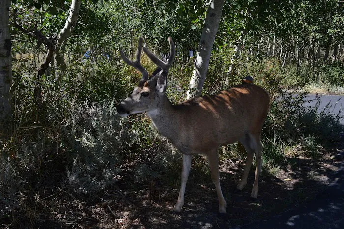 Convict Lake Campground Picture 9