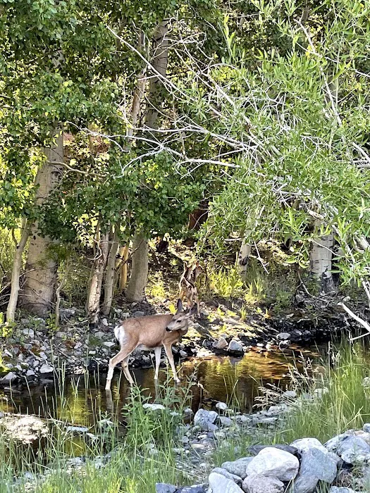Silver Lake Campground.junelake CA Picture 7