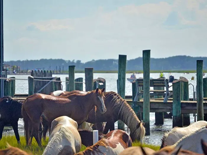 Jellystone Park™ Chincoteague Island Picture 8