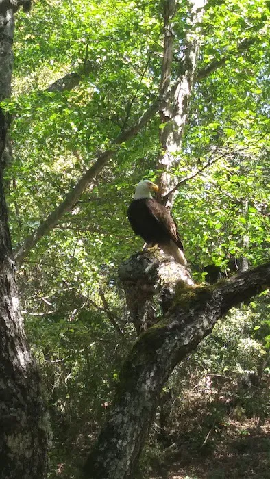 Nacimiento Campground Picture 9