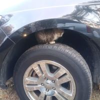 Shore Trailer Sales ico