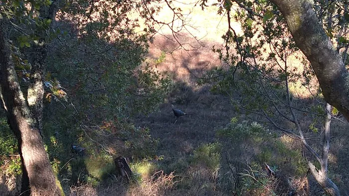 China Camp Campground Picture 9