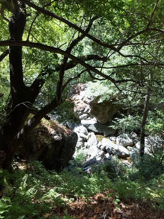 Spruce Campground Picture 2