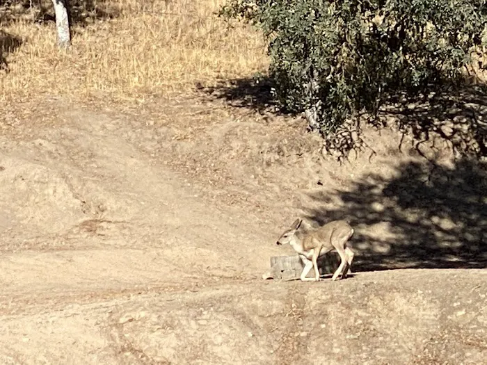 Quail's Roost Campground Picture 6
