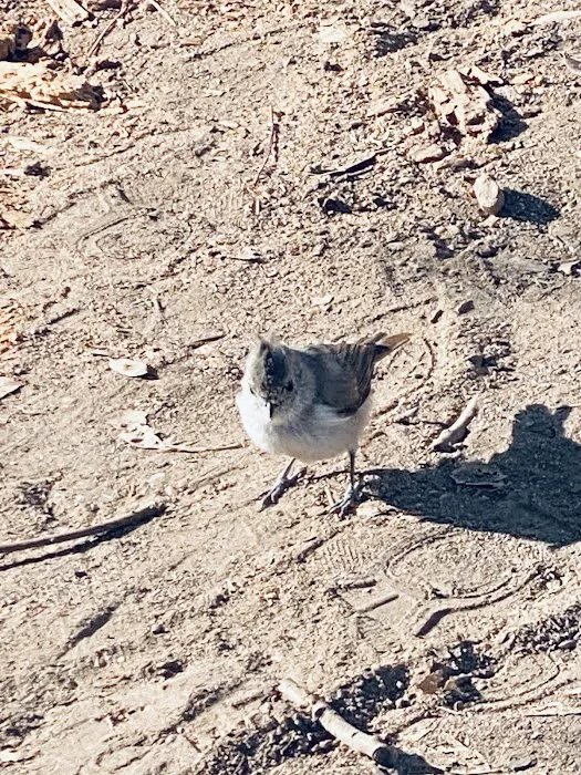 Quail's Roost Campground Picture 2