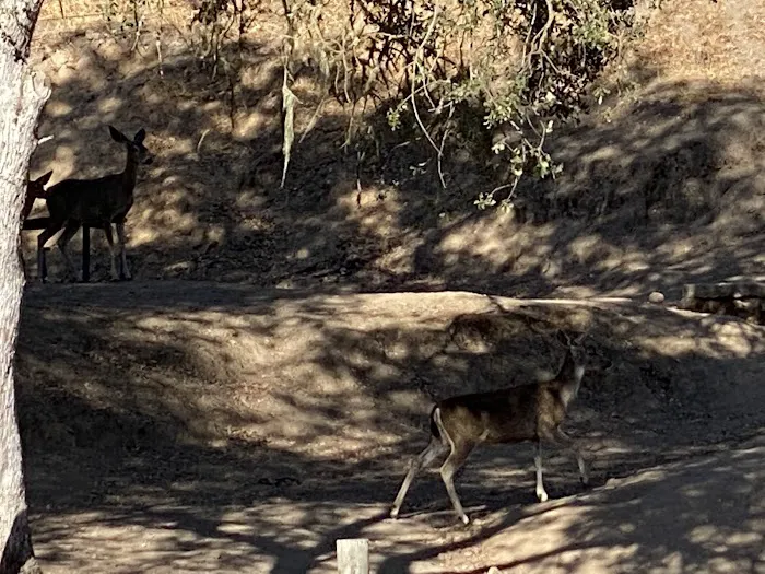 Quail's Roost Campground Picture 9