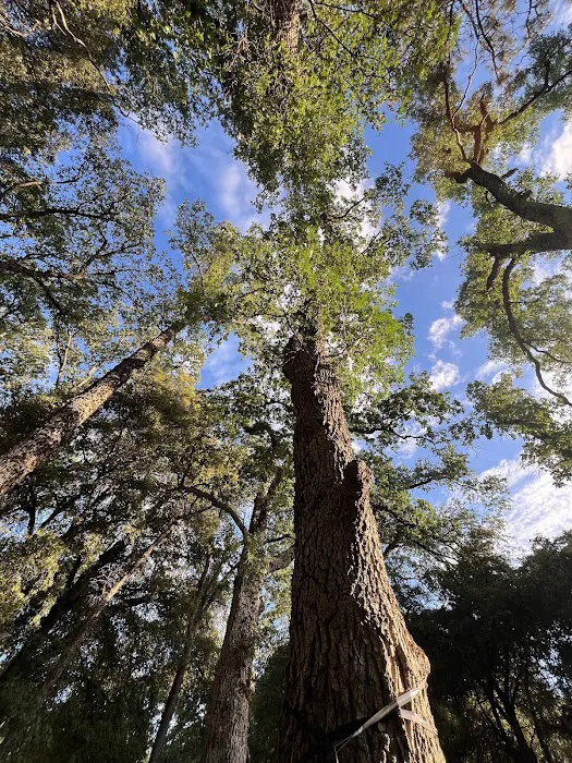 White Oaks Campground Picture 9