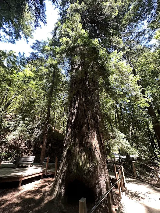 Pfeiffer Big Sur State Park Main Camp Picture 5