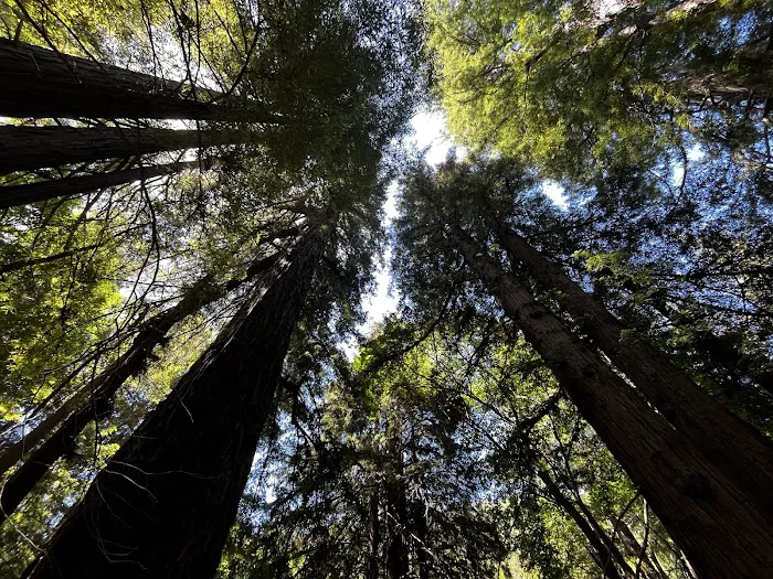 Pfeiffer Big Sur State Park Campground Picture 2